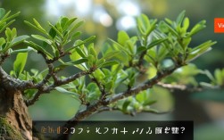 盆栽树要修剪吗，盆栽树要修剪吗视频