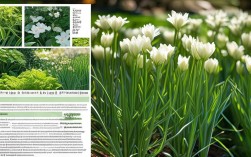 韭菜莲的养殖技术，韭菜莲的养殖技术与管理