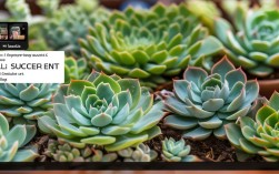 多肉组合植物养殖方法，多肉组合植物养殖方法视频