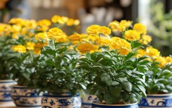 迎春花楼房养殖，迎春花家庭养殖