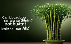 竹子能做盆栽吗，竹子能做盆栽吗视频