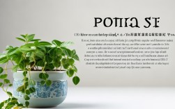 一口吊兰怎么养殖，一口吊兰怎么养殖的