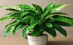 竹芋品种盆栽，竹芋品种盆栽图片