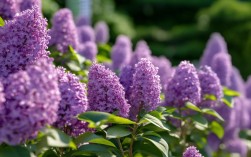 丁香花家庭养殖方法，丁香花家庭养殖方法视频