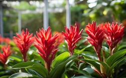 夏天红掌养殖，夏天红掌养殖注意事项