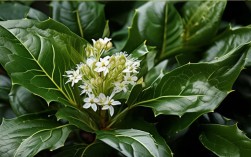 盆栽冬青会开花吗，盆栽冬青会开花吗图片