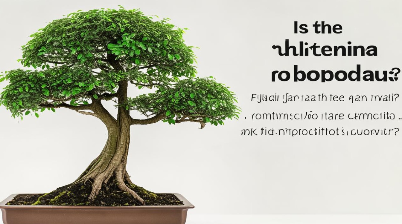 福桐盆栽有毒吗？安全种植与养护全解析-图3