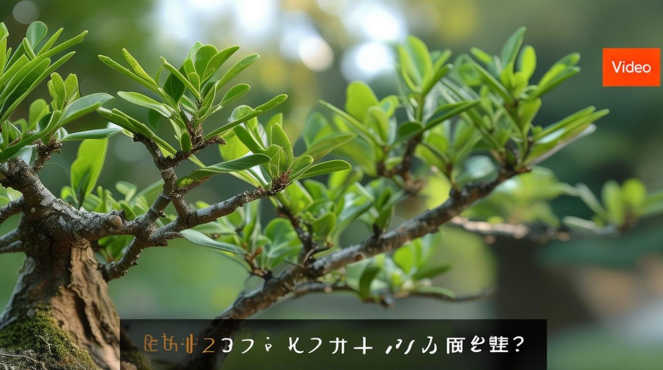 盆栽树要修剪吗，盆栽树要修剪吗视频-图1