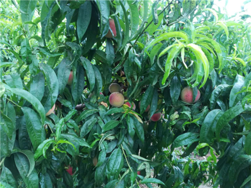 佛山到尉氏大营镇物流